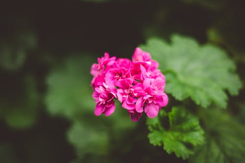 bitki, büyüme, çiçeklenmek içeren Ücretsiz stok fotoğraf