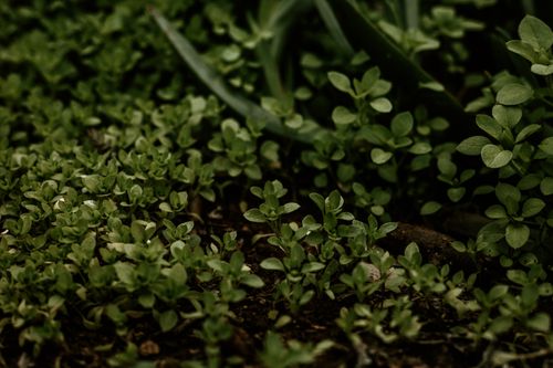 Free Close-up of lush green ground cover plants thriving in a vibrant natural setting. Stock Photo
