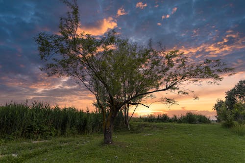 Foto profissional grátis de árvore, cielo al tramonto, pôr do sol