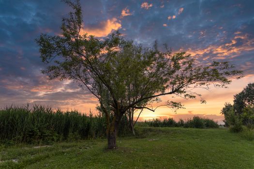 Serene sunset view with tree silhouette in Megliadino San Vitale, Veneto, Italia.