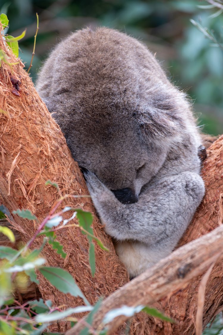 Cute Sleeping Koala Bear