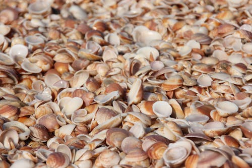 Abundance of Seashells
