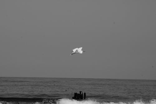bird egret flying above sea skyline