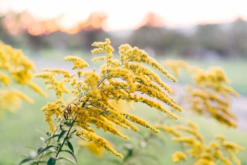 Ilmainen kuvapankkikuva tunnisteilla aurinko, aurinkoinen solidago canadensis, eloisa kesäkulta