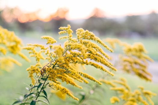 A close up of yellow flowers in the grass