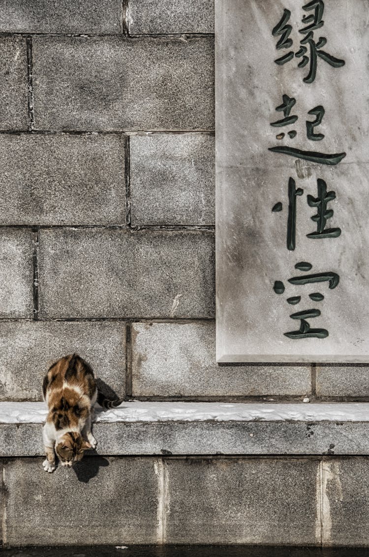 Cat On Wall