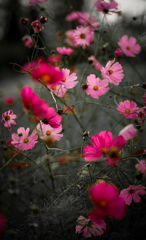 Free A stunning vertical shot of vibrant pink cosmos flowers in bloom, capturing natural beauty and elegance. Stock Photo