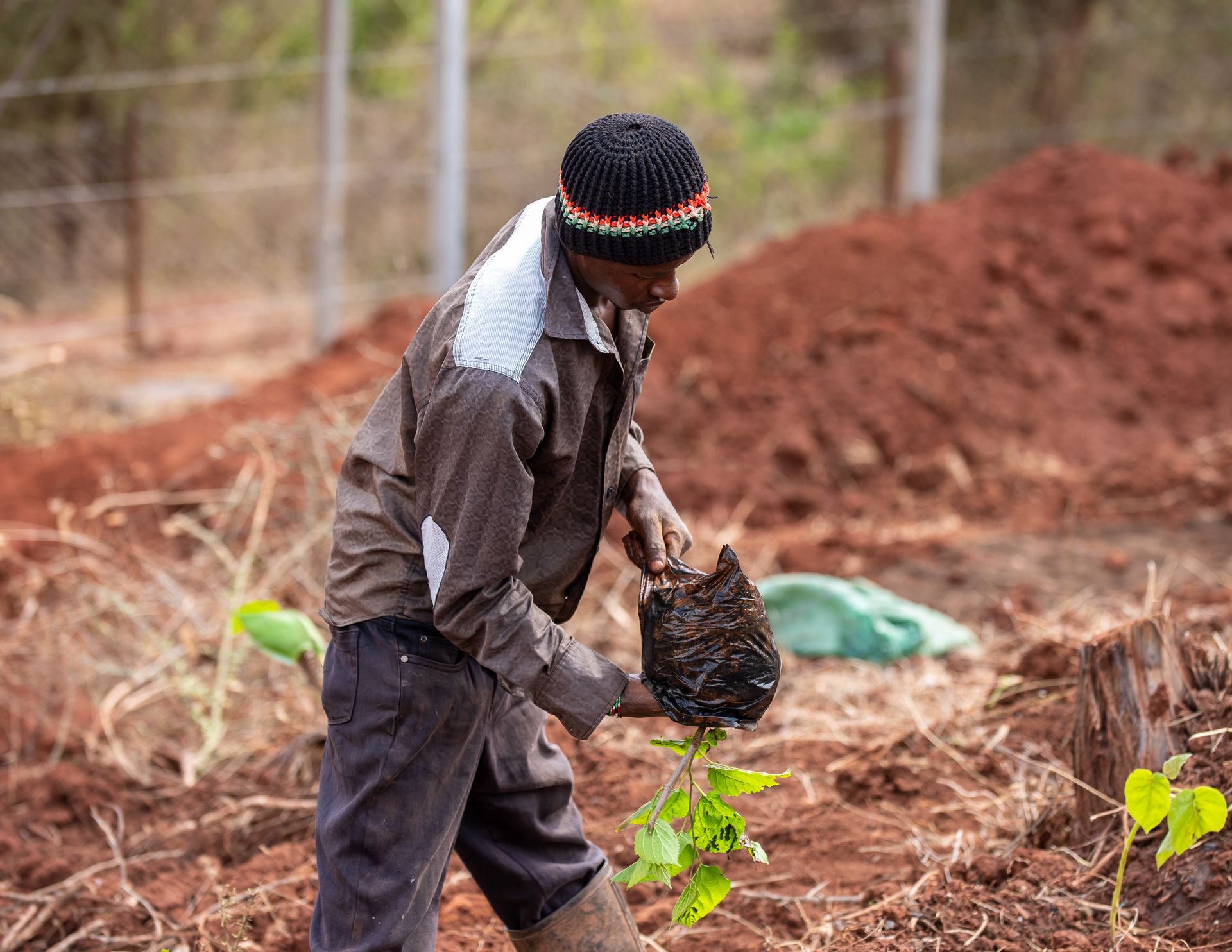 Volunteer planting a sapling