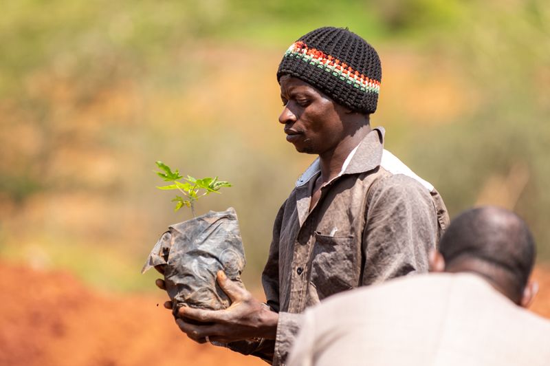 Men planting young trees