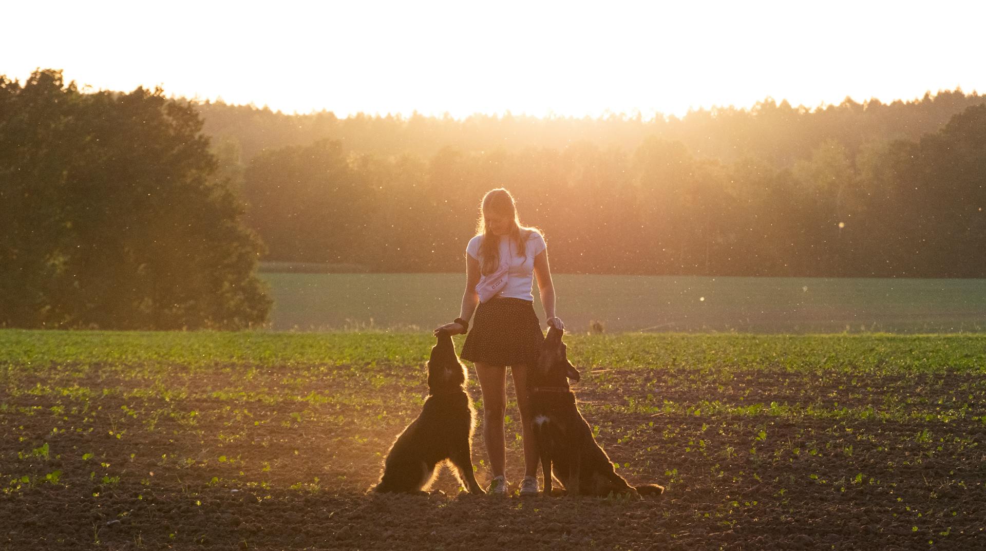 Girl feeding 2 dogs on a field with a golden sunset