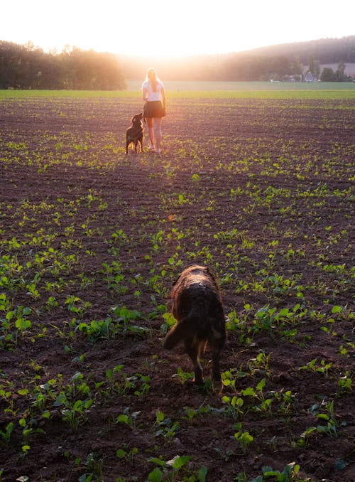 Kostenloses Stock Foto zu Dogs, feeding, fog