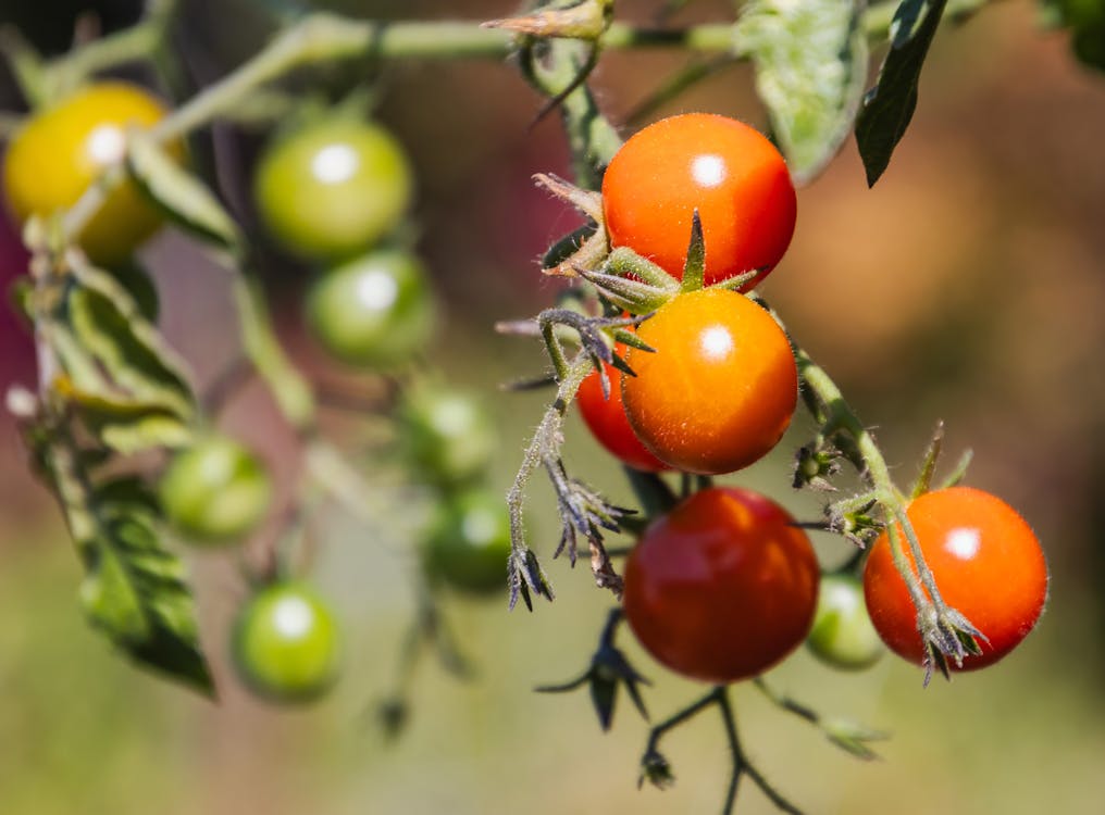 Základová fotografie zdarma na téma bobule, červená, cherry rajčata