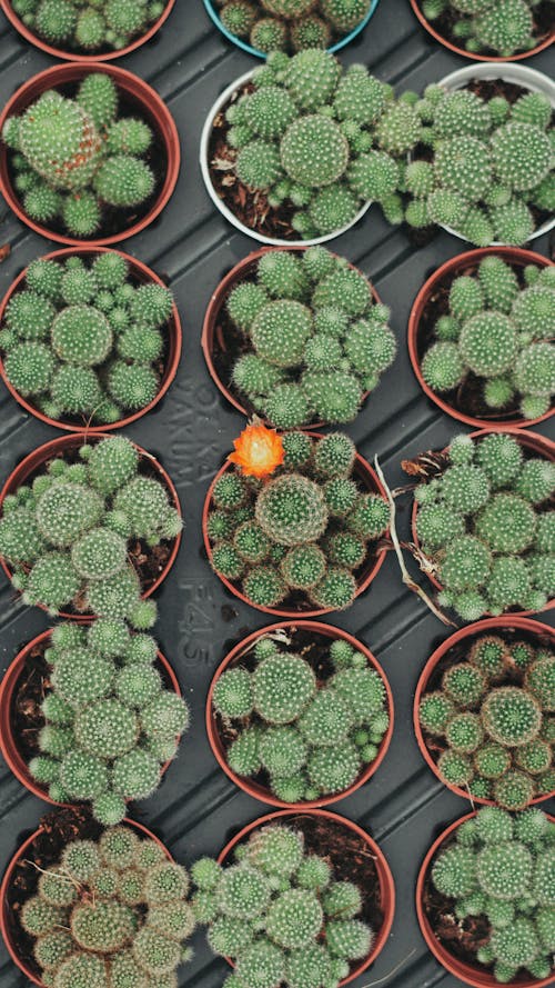 Fotos de stock gratuitas de cactus verdes, claveteado, crecimiento