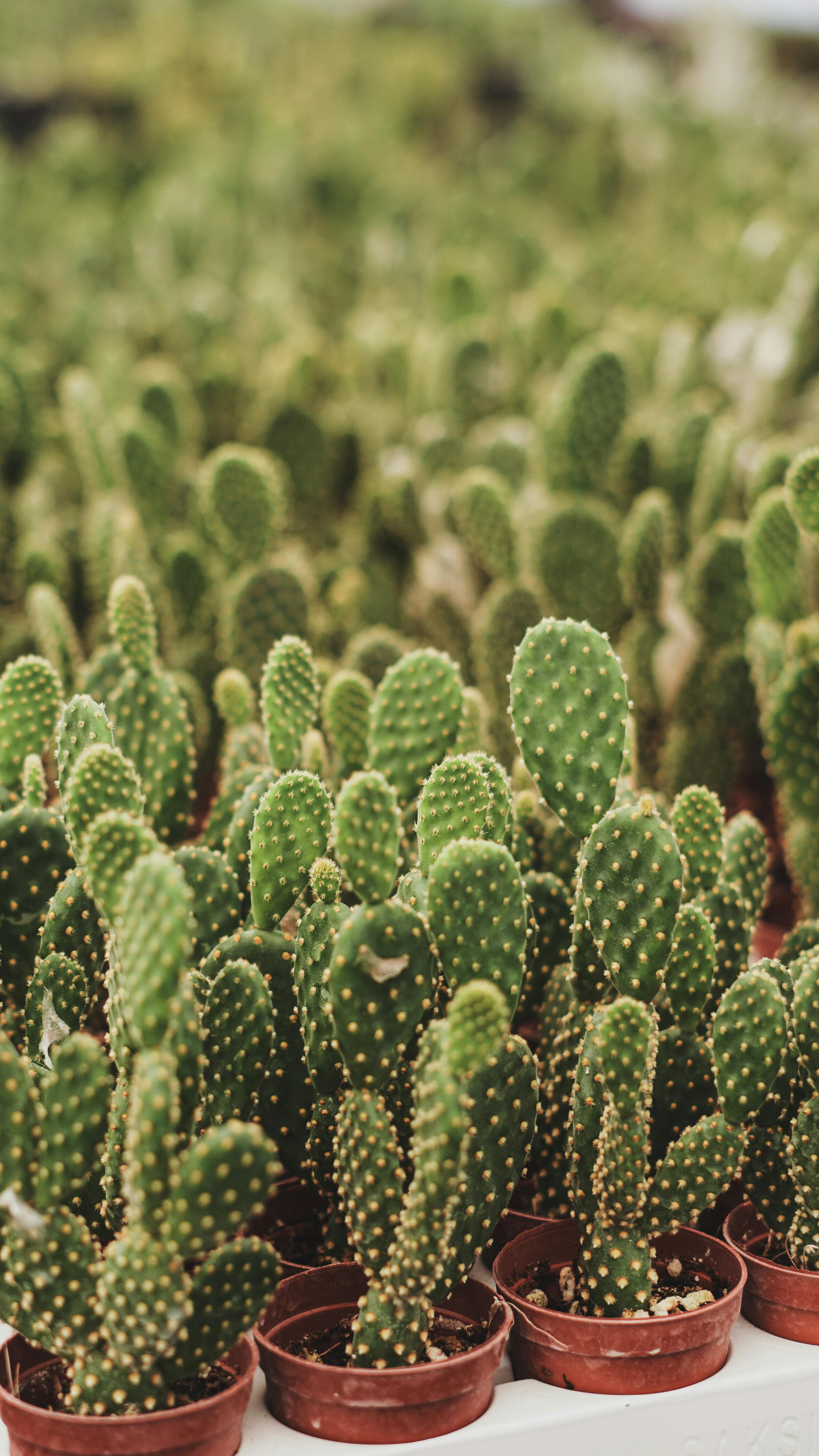 Cacti Growing in Pots · Free Stock Photo