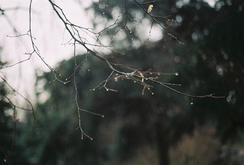 Free Close-up of bare branches with raindrops in a peaceful forest setting. Stock Photo