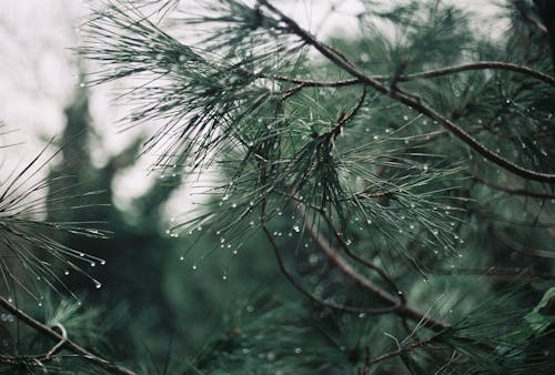 Conifer Needles Wet from Rain