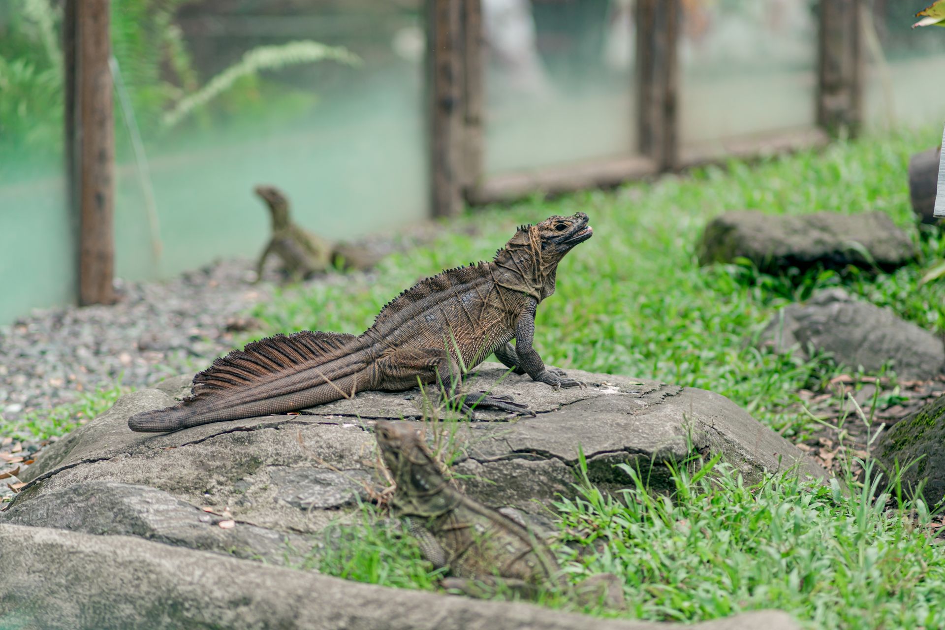 Sailfin Dragon on a Stone in the Zoo Enclosure
