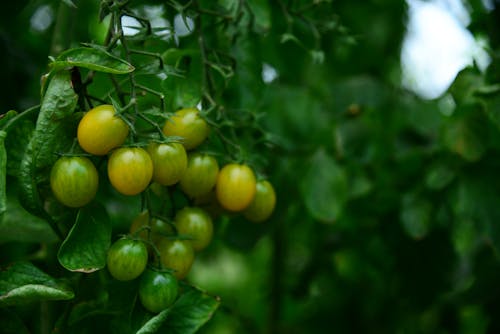 Unripe Cherry Tomatoes on a Branch