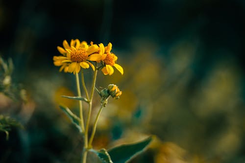 Blooming Yellow Flowers