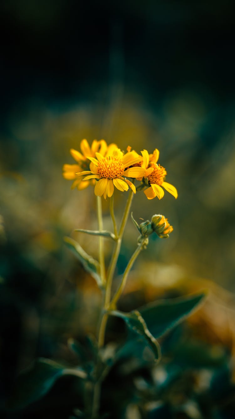 Yellow Flowers On Meadow