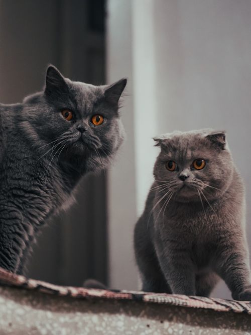 Free Two British Shorthair cats with striking orange eyes posing indoors. Stock Photo