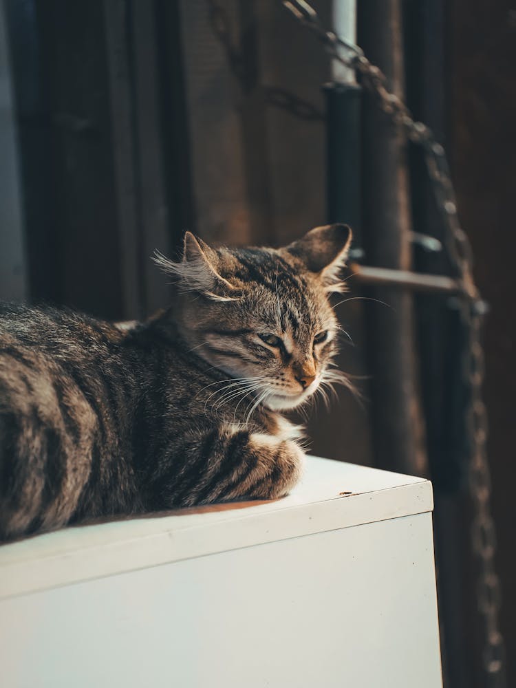 Cat Lying On The Cabinet