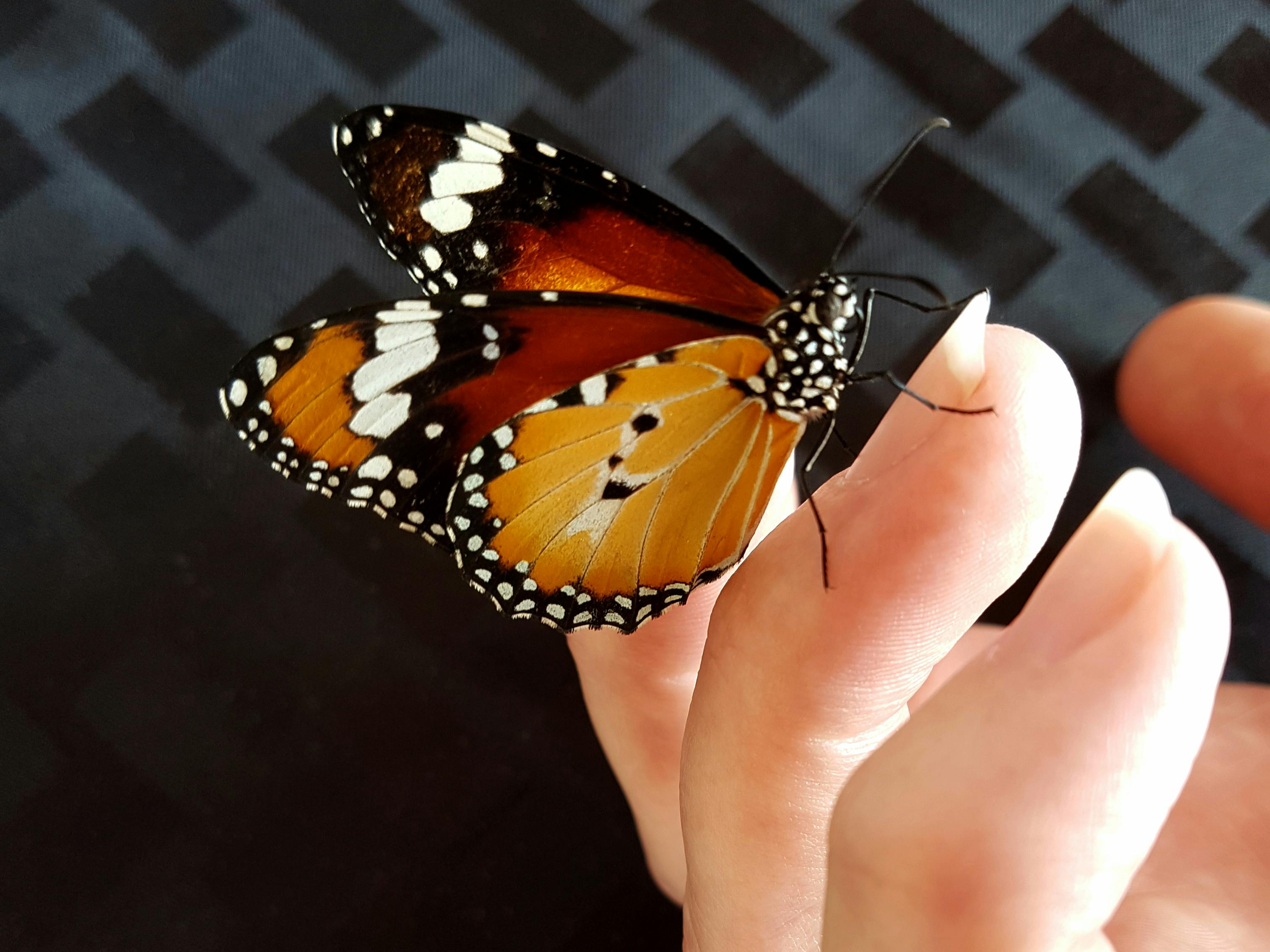 Free stock photo of Close up of butterfly on finger