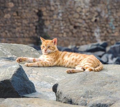 A ginger cat lies comfortably on rocks at Bordj El Kiffan, enjoying the sun.