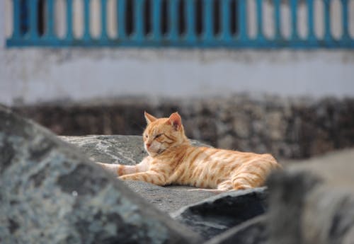 Kostenloses Stock Foto zu felsen, liegen, rote katze