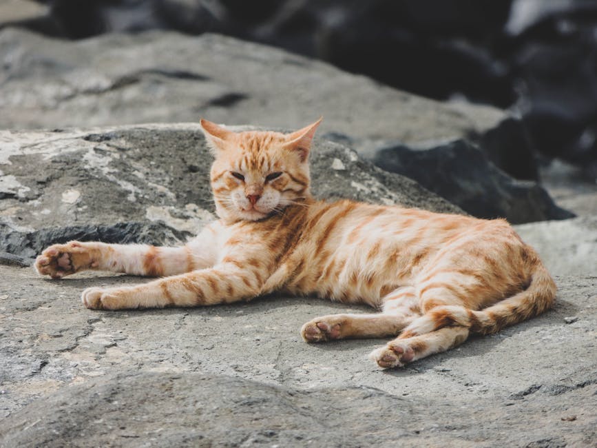 Addressing the Stray Cat Problem