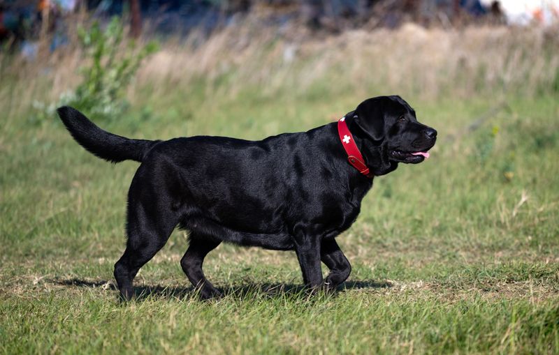 Dış mekanda duran siyah bir Labrador Retriever