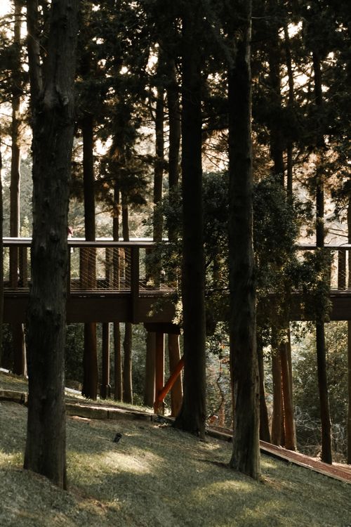 Free Tranquil forest landscape featuring a wooden footbridge amidst tall trees. Stock Photo