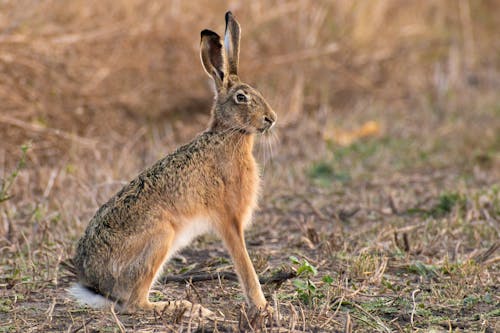 Close-up of a Hare