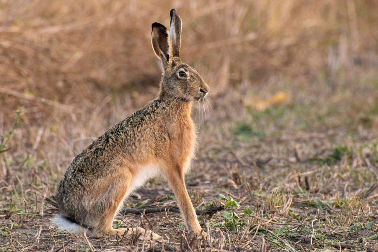 close up of a european hare lepus europaeus in its natural habitat dur