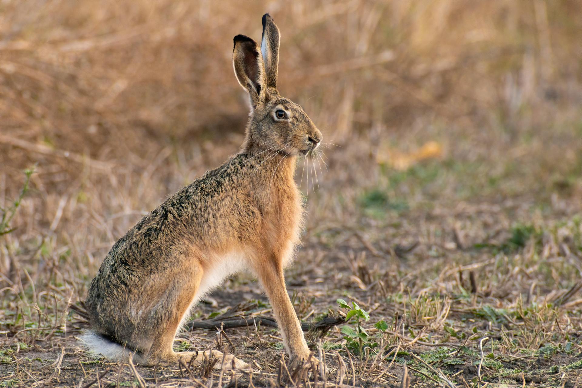 Close-up of a Hare