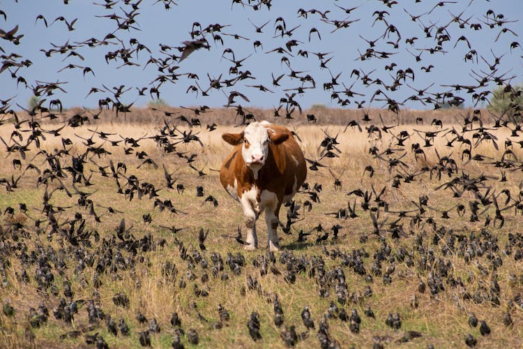 A Cow And Birds In A Field