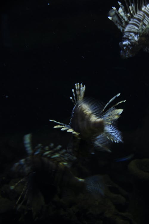Gratis lagerfoto af akvarium, almindelig sort baggrund, bæster