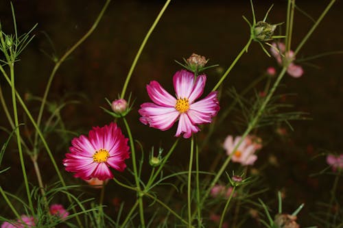 꽃, 성장, 식물의 무료 스톡 사진