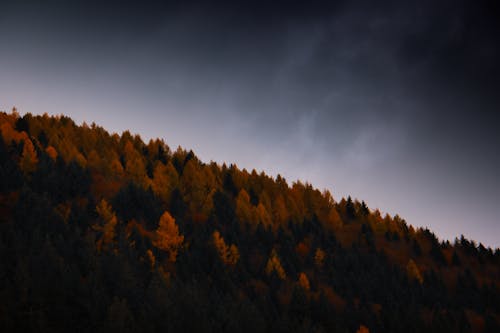 Ilmainen kuvapankkikuva tunnisteilla maisema, metsä, myrskypilvi