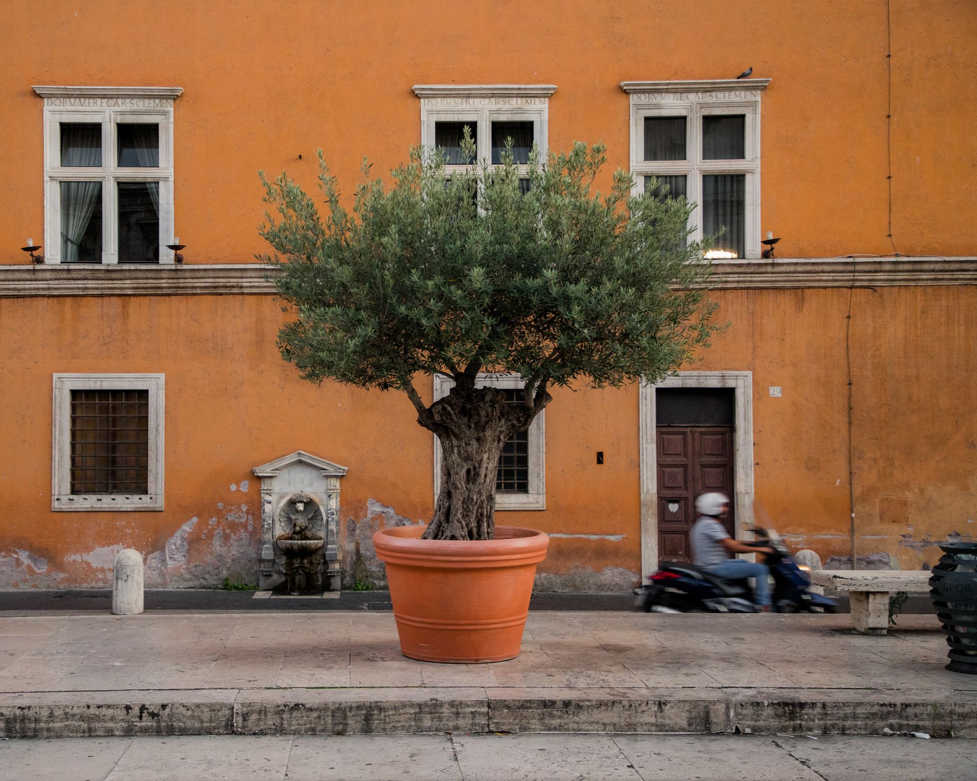 olive tree
