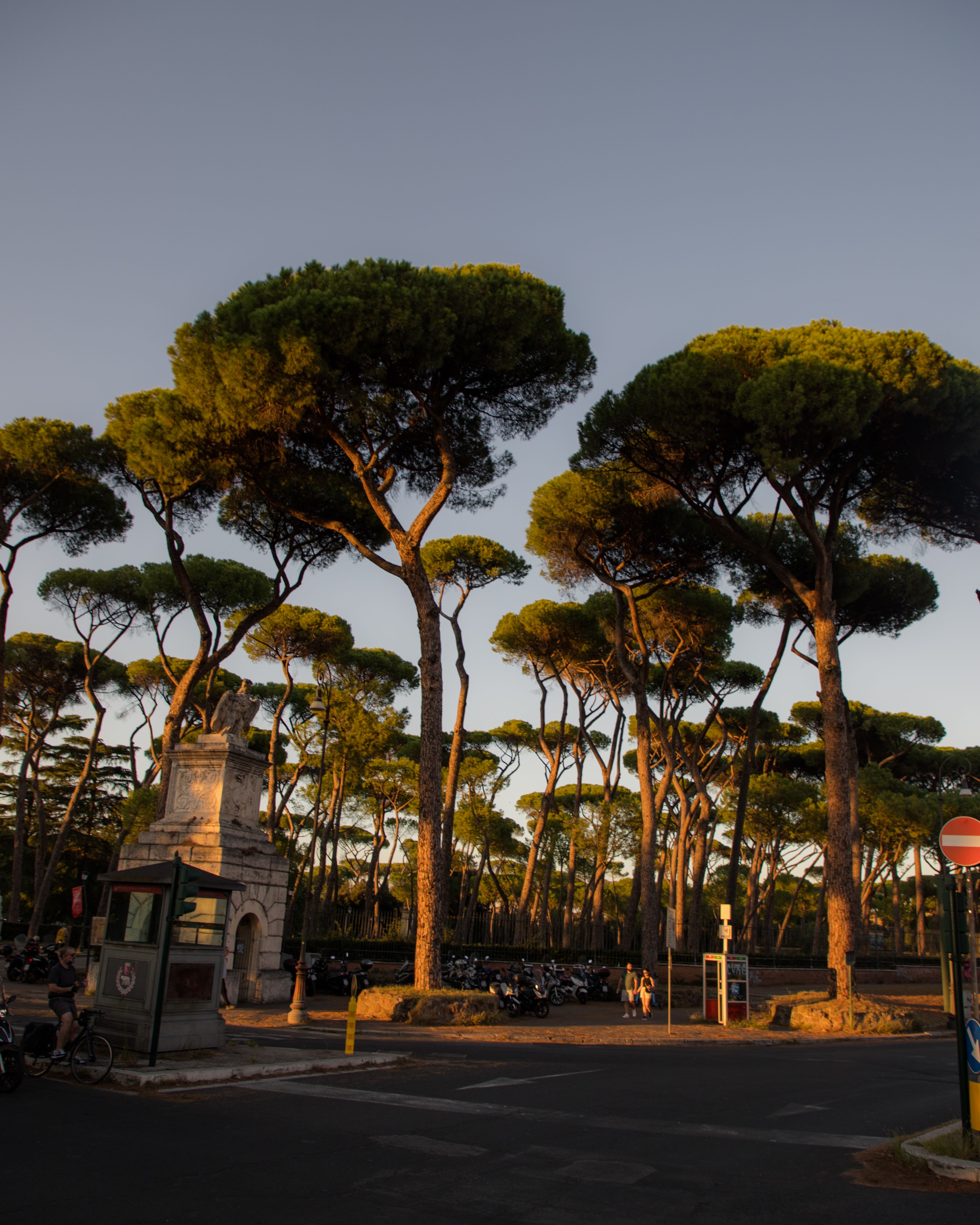 Umbrella Pines in Borghese Gardens in Rome · Free Stock Photo