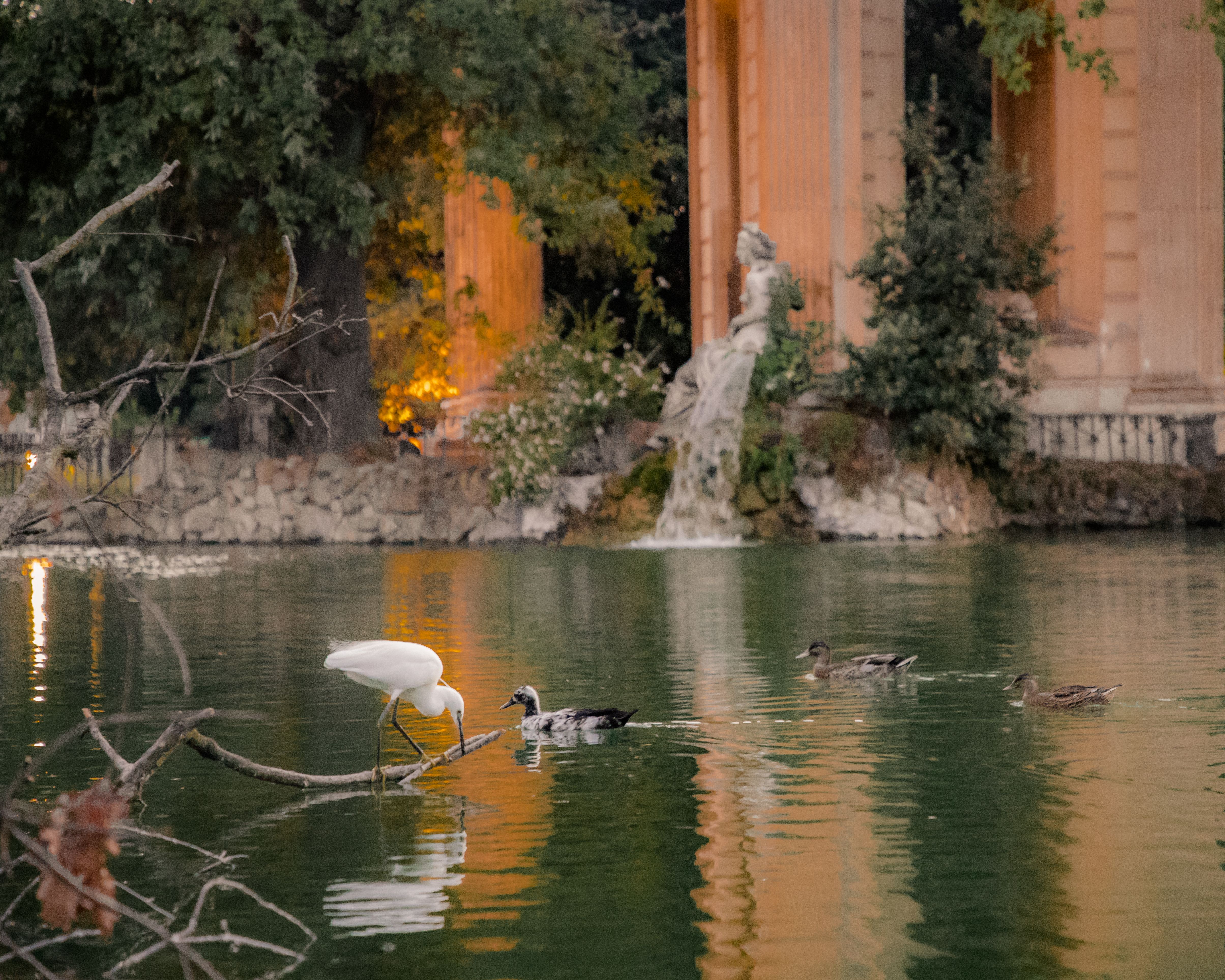Egret and ducks in Villa Borghese's pond highlighting urban wildlife in Rome.