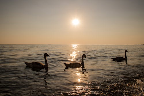 Swans on Sea Shore at Sunset