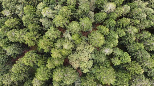 Birds Eye View of Green Trees in Forest