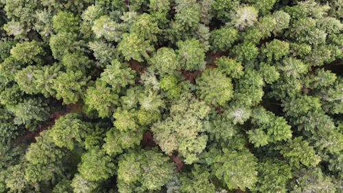 Immagine gratuita di alberi, foresta, natura