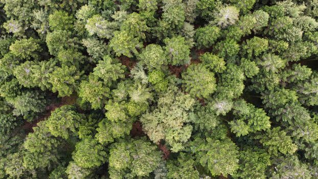 Stunning aerial shot of dense green forest in Bourgogne-Franche-Comté, France.