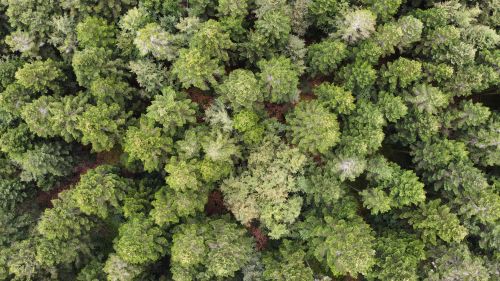 Free Stunning aerial shot of dense green forest in Bourgogne-Franche-Comté, France. Stock Photo