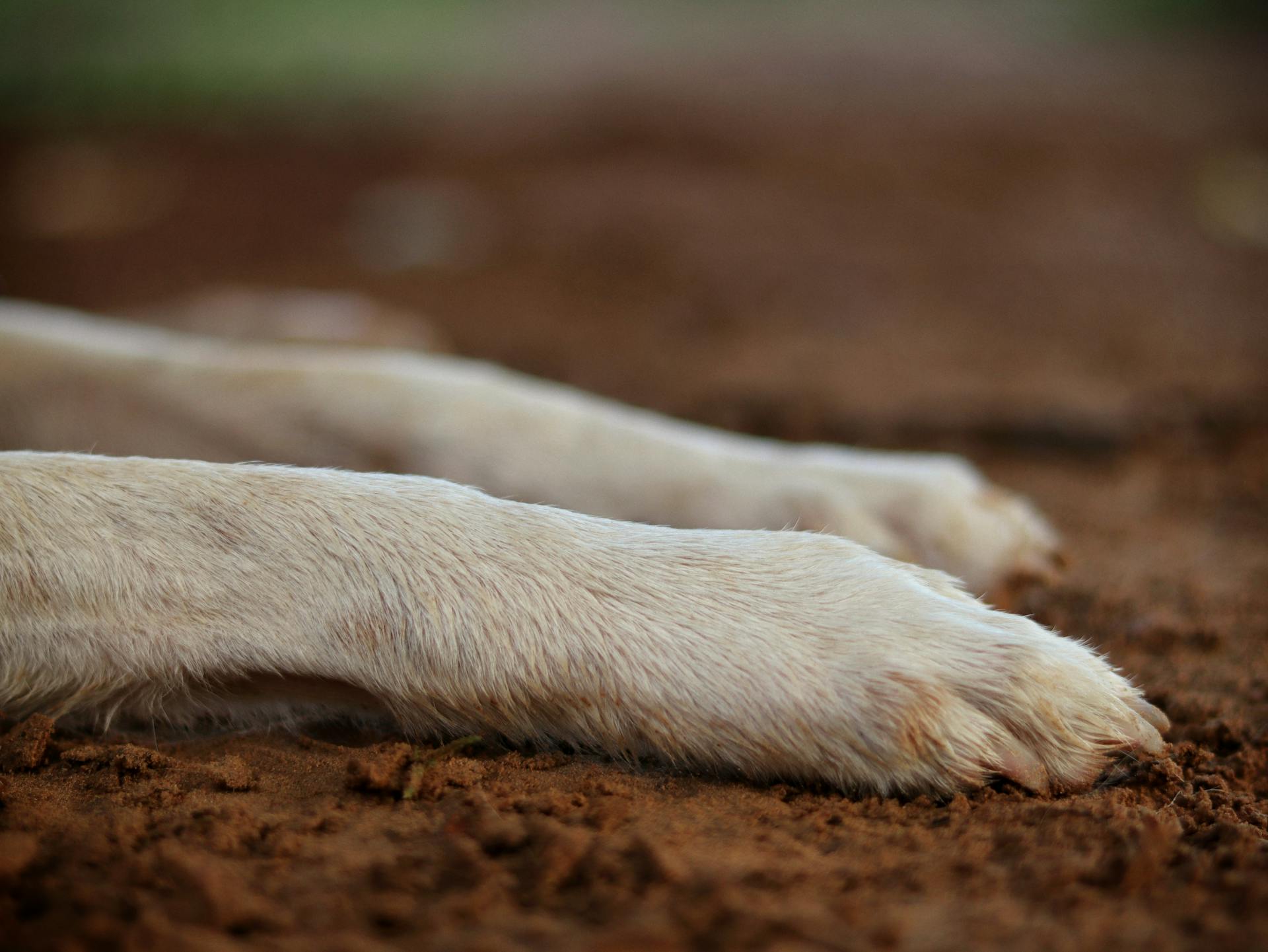 Close up of White Dog Paws