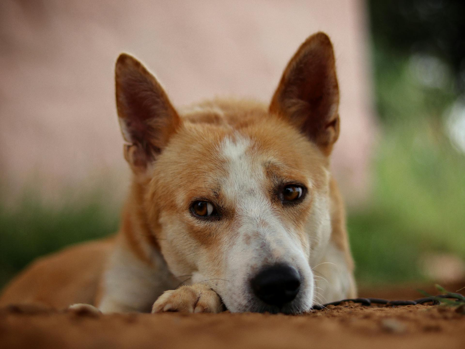 Le mignon chien de Canaan regarde la caméra