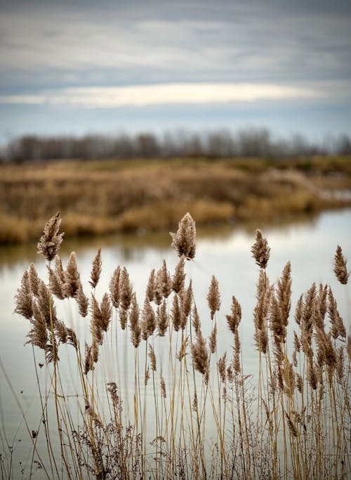 Dry Reeds on the Riverbank